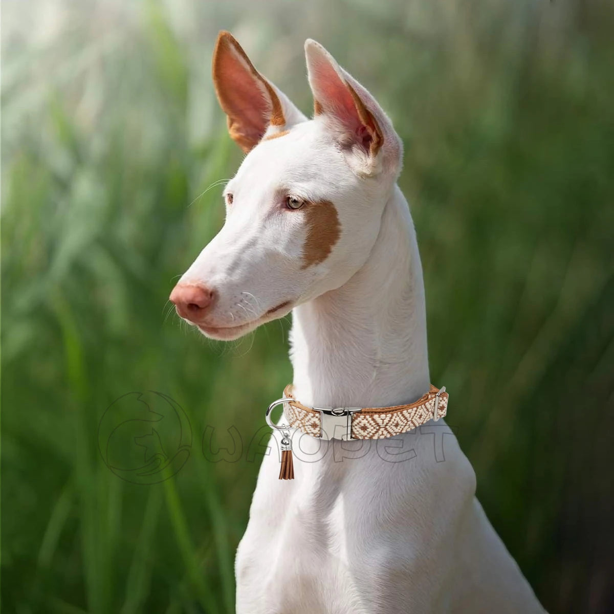 Boho-Hundehalsband – Verstellbar & Stilvoll